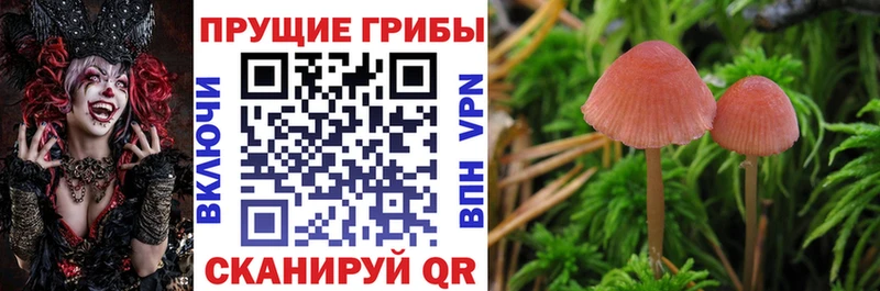 Псилоцибиновые грибы мухоморы закладка Шимановск